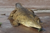 Inundație de amploare. A adus crocodili